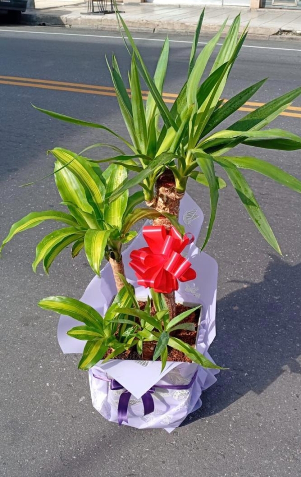 Conjunto de Palo de Agua Medium