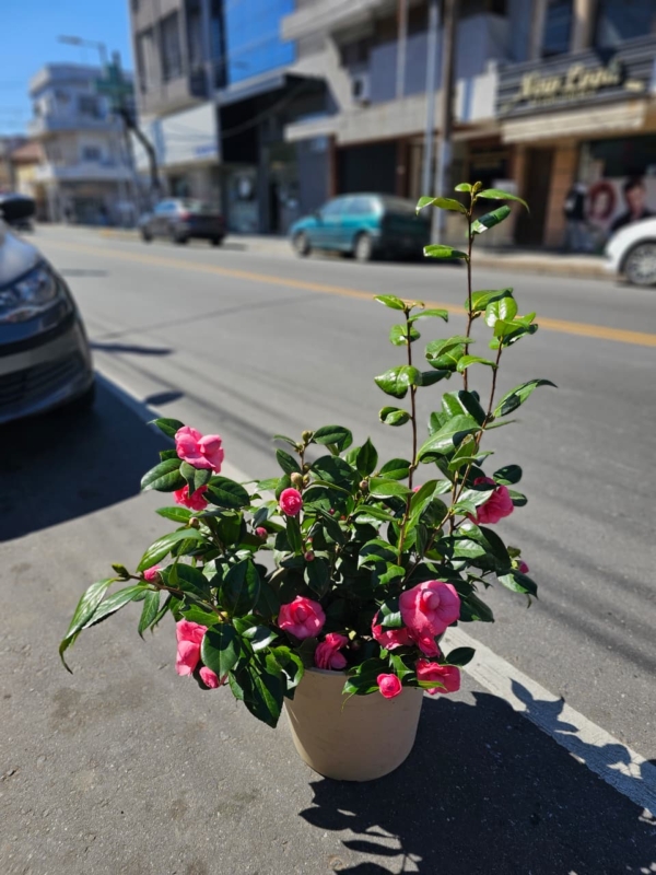Planta de Camelias Multiflor Premium