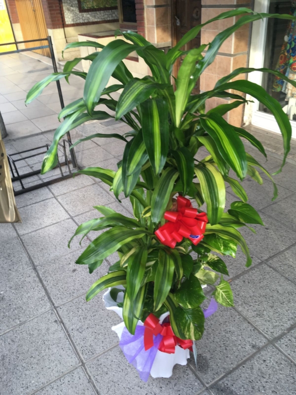 Conjunto de Plantas Especial " Flores Maru"