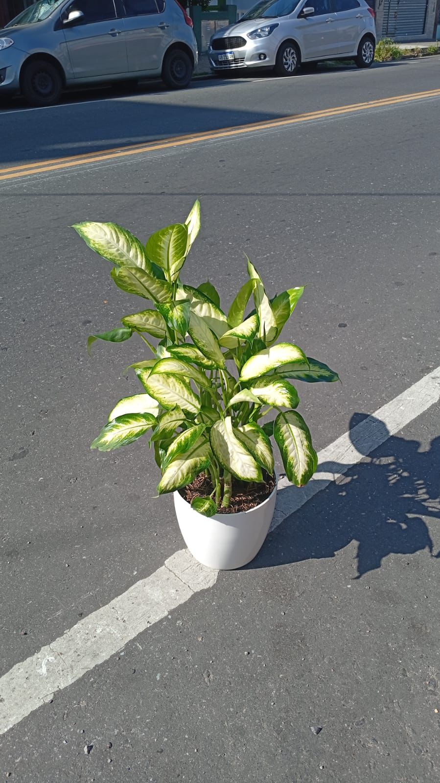 Mariana Dieffenbachia