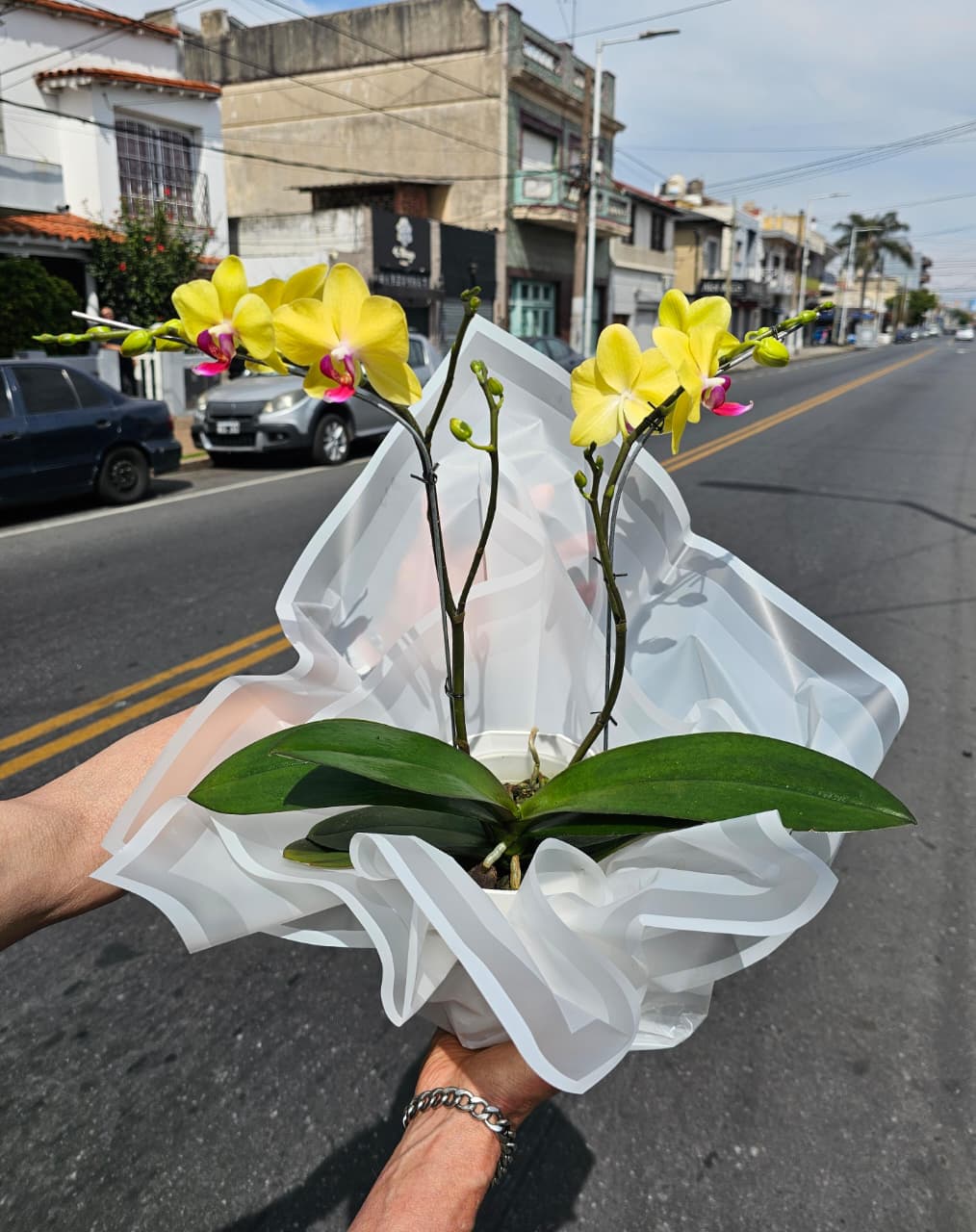 Orquidea Amarilla Phaleanopsis 2 Varas